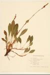 Japanese Knotweed specimen