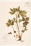 Rough Crowfoot; Hooked Buttercup specimen