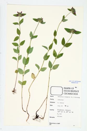 Wild Basil; Field Basil specimen