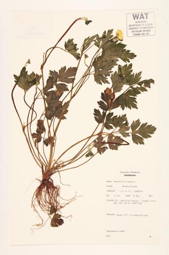 Creeping Buttercup specimen