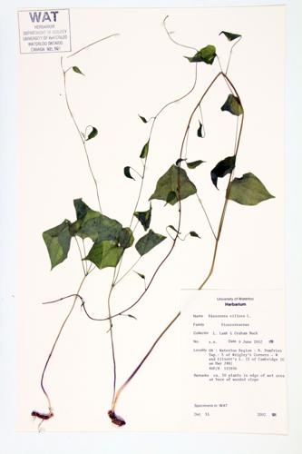 Wild Yam-root specimen