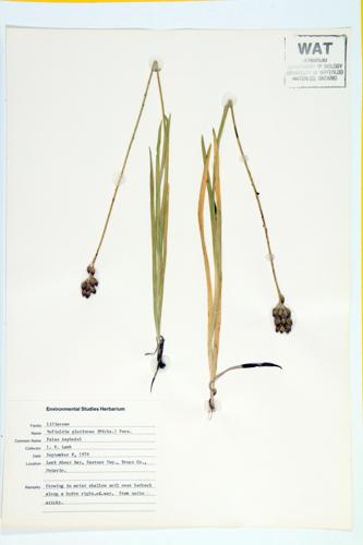 Sticky False Asphodel specimen