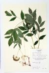 Bristly Sarsaparilla; Wild Elder specimen