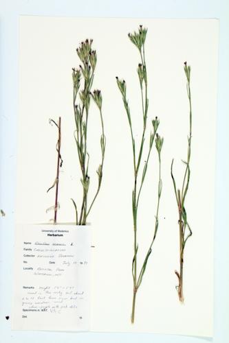 Deptford Pink; Grass Pink specimen