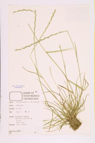 Perennial Rye Grass; English Ry Grass specimen