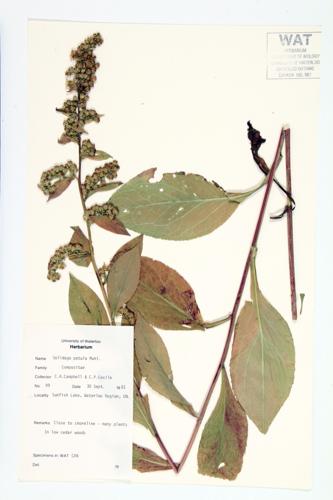 Rough-leaved Goldenrod; Spreading Goldenrod; Roundleaf Goldenrod specimen