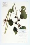 Velvet-leaf; Indian Mallow; Pie-marker specimen