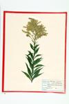 Giant Goldenrod; Late Goldenrod specimen