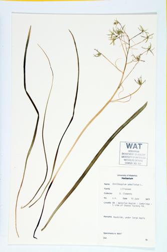 Summer Snowflake; Nap-at-noon; Star-of-Bethlehem specimen