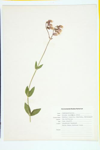 Bladder Campion; Catchfly; Cow-bell; Rattleweed specimen