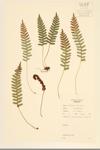 Rock Polypody;  Rock Polypody Fern specimen