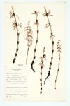 Bottle-brush; Wood Horsetail; Woodland Horsetail specimen