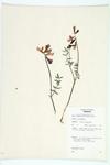 Utah Sweetvetch; Mackenzie's Hedysarum specimen