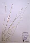 Silvery Sedge specimen