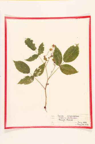 Rough Avens specimen