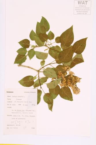 Common Lilac; French Lilac specimen