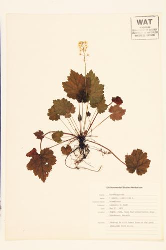 Foamflower; Heart-leaved False Mitrewort; False Mitrewort specimen