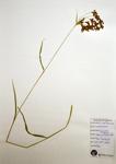 Lined Bulrush specimen