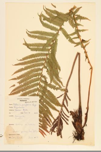 Ostrich Fern specimen