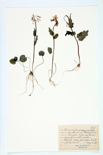 Purple Cress; Northern Bittercress specimen