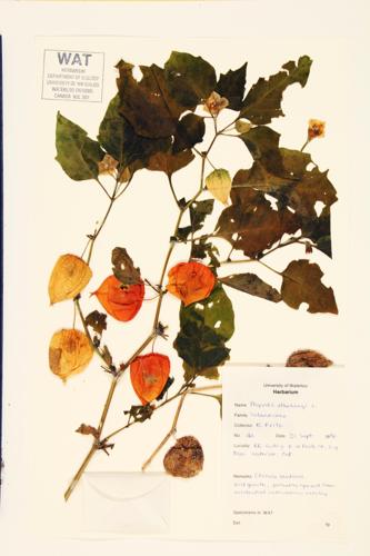 Bladder cherry;  Chinese lantern; Winter Ground-cherry; Strawberry Groundcherry specimen