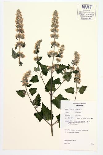 Catnip;  Catmint specimen