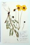 Lance-leaved Tickseed specimen