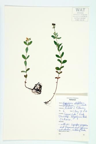 Pale St. John's-wort; Elliptic-leaved St. John's-wort specimen