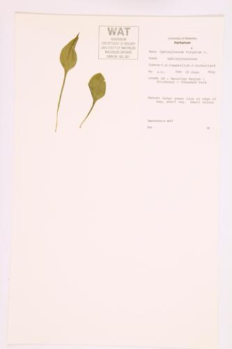 Southern Adder's-tongue specimen