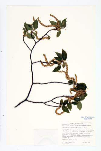 Hop Hornbeam; Ironwood specimen