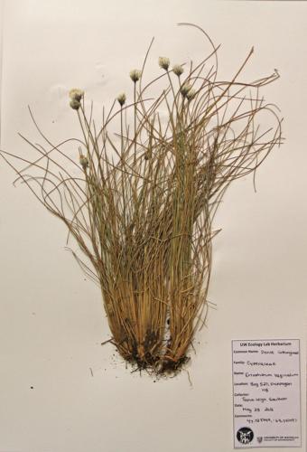 Dense Cottongrass specimen