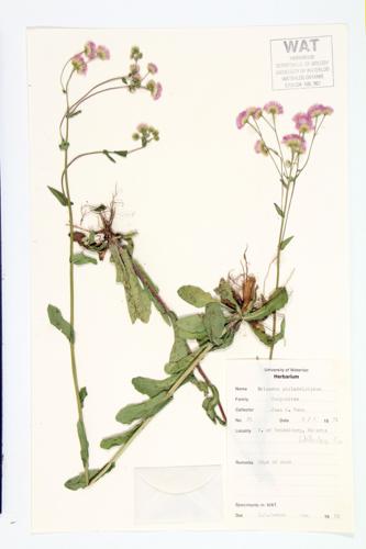 Philadelphia Fleabane specimen