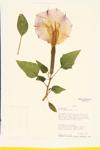 Desert Thorn-apple; Harmless Jimsonweed; Entire-leaved Thorn-apple  specimen