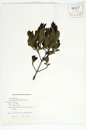 Bayberry; Northern Bayberry specimen