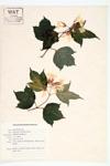 Guelder Rose; Snowball specimen