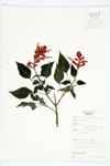 Scarlet Sage specimen