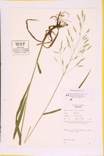 Hungarian Brome; Awnless Brome  specimen