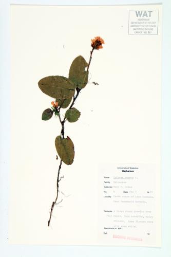 Trailing Arbutus; Creeping Mayflower  specimen