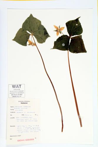 Nodding Trillium; Nodding Wake-robin specimen