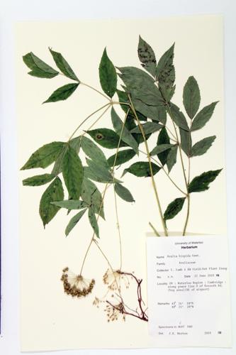 Bristly Sarsaparilla; Wild Elder specimen