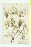 Thyme-leaved Sandwort specimen