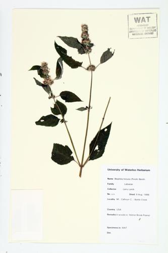 Hairy Wood Mint; Hairy Pagoda-plant specimen