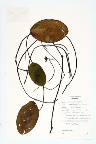 Water-shield; Water-target specimen