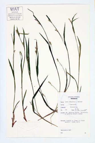 White Bear Sedge; Blunt-scaled Wood Sedge specimen