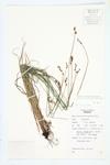 Merritt Fernald's Sedge specimen