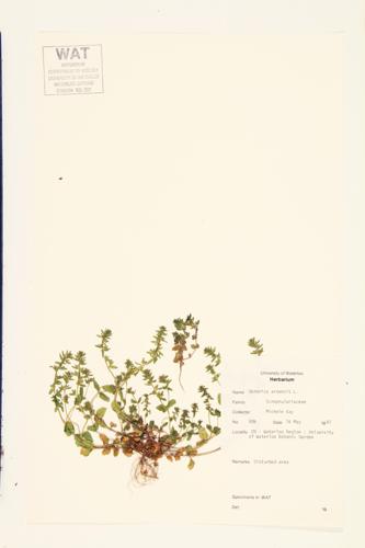 Corn Speedwell; Wall Speedwell specimen