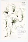 Dwarf Scouring-rush; Sedge-like Equisetum  specimen