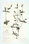 Bladder Campion; Wide-leaved Bladder Catchfly specimen