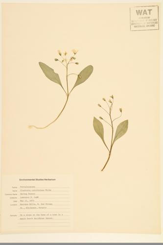 Carolina Spring Beauty; Wide-leaved Spring Beauty specimen