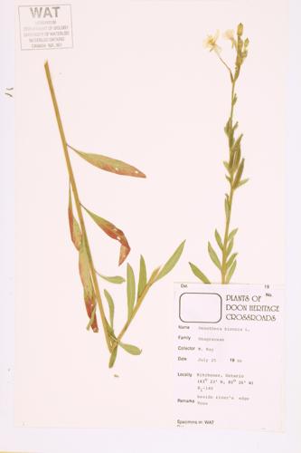 Common Evening-primrose; Yellow Evening-primrose specimen